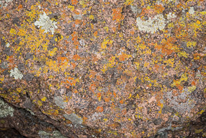 Acarospora socialis (bright cobblestone lichen, cracked lichen)