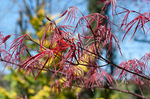 Acer palmatum (Beni Otake Japanese maple)