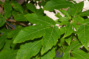 Acer triflorum (three-flowered maple)