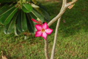 Adenium obesum (desert rose, sabi star, kudu, mock azalea, impala lily, desert-rose)