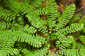 Adiantum pedatum (northern maidenhair fern, northern maidenhair)