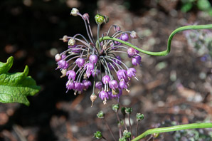 Allium cernuum (nodding onion)