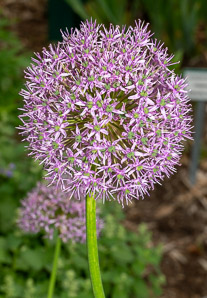 Allium giganteum (ornamental onion)