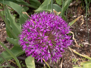 Allium giganteum (ornamental onion)