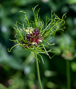 Allium vineale (field garlic, wild garlic, crow garlic)