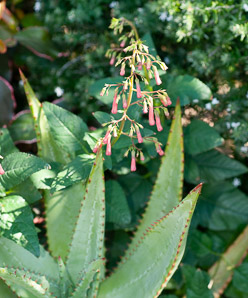 Aloe L. (aloe)