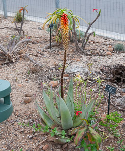 Aloe ×