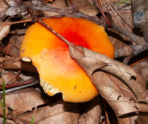 Amanita caesarea (American Caesar’s mushroom)