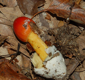 Amanita caesarea (American Caesar’s mushroom)