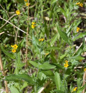 Amsinckia menziesii (orange fiddleneck, small-flowered fiddleneck, rancher’s fiddleneck, common fiddleneck, rancher’s fireweed, Menzies’ fiddleneck)