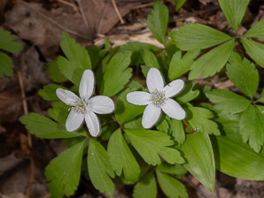 Anemone quinquefolia (wood anemone)