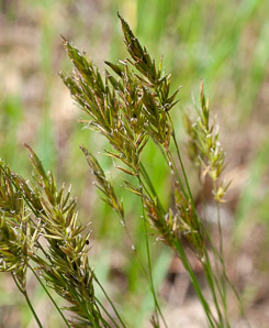 Anthoxanthum odoratum (sweet vernal grass, sweet vernalgrass)