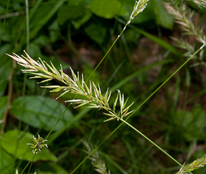 Anthoxanthum odoratum (sweet vernal grass, sweet vernalgrass)