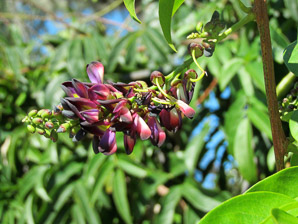 Apios americana (potato bean, groundnut, hopniss, Indian potato, bog potato, Virginia potato, wild potato, wild sweet potato)