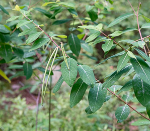 Apocynum cannabinum (dogbane, amy root, hemp dogbane, prairie dogbane, Indian hemp, rheumatism root, wild cotton, Indianhemp)