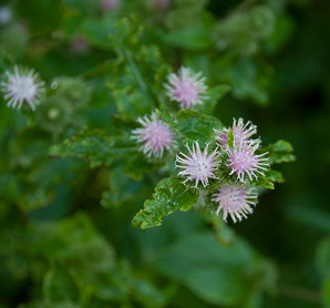 Arctium minus (burdock, common burdock, lesser burdock)