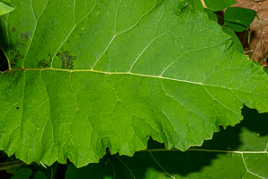 Arctium minus (burdock, common burdock, lesser burdock)