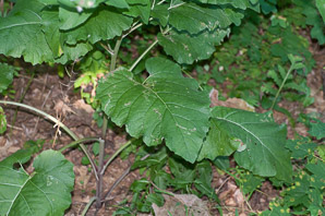 Arctium minus (burdock, common burdock, lesser burdock)