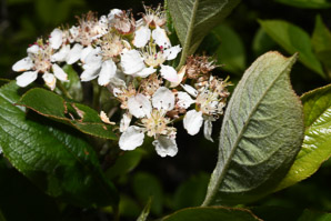 Aronia melanocarpa (black chokeberry)
