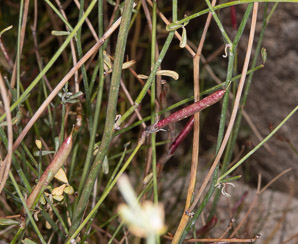 Astragalus convallarius (lesser rushy milkvetch)