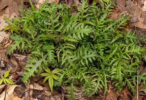 Aureolaria flava (smooth false foxglove, smooth yellow false foxglove)