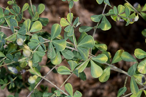 Baptisia tinctoria (wild indigo, yellow false indigo, horseflyweed, rattleweed)