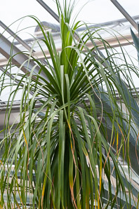 Beaucarnea recurvata (ponytail palm, elephant’s foot palm, bottle palm, bottle-palm)