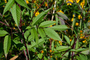 Bidens frondosa (devil’s beggartick, devil’s-pitchfork, devil’s bootjack, sticktights, bur marigold, pitchfork weed, tickseed sunflower, leafy beggarticks, common beggar-ticks)