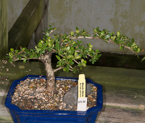 Bucida molinetii (black olive, spiny black olive, Ming tree, dwarf geometry tree, spiny bucida)