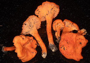 Cantharellus cinnabarinus (cinnabar chanterelle, apricot chanterelle)
