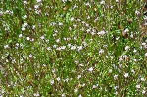 Cardamine hirsuta (hairy bittercress, pepperweed, shotweed, snapweed)