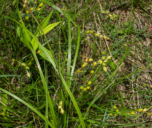 Carex hormathodes (marsh straw sedge)