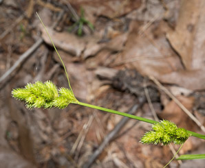 Carex vulpinoidea (common fox sedge, fox sedge)