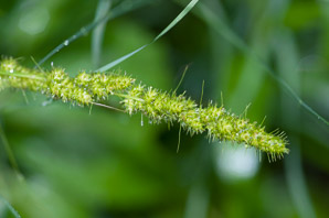 Carex vulpinoidea (common fox sedge, fox sedge)