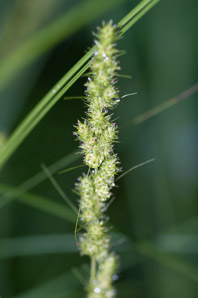 Carex vulpinoidea (common fox sedge, fox sedge)