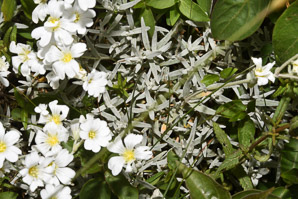 Cerastium tomentosum (snow-in-summer, snow in summer)
