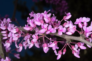 Cercis canadensis (Eastern redbud)