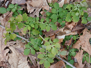 Chelidonium majus (greater celandine, celandine)