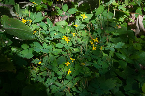 Chelidonium majus (greater celandine, celandine)