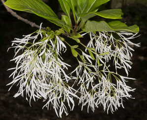 Chionanthus retusus (Chinese fringe tree)