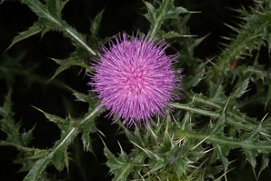 Cirsium vulgare (bull thistle)
