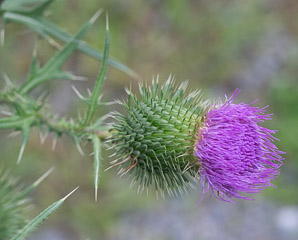 Cirsium vulgare (bull thistle)