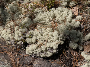 Cladina rangiferina (gray reindeer lichen, reindeer lichen, reindeer moss, greygreen reindeer lichen)