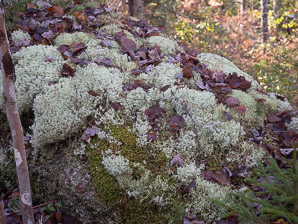 Cladina stellaris (star-tipped reindeer lichen, star-tipped cup lichen, star reindeer lichen)