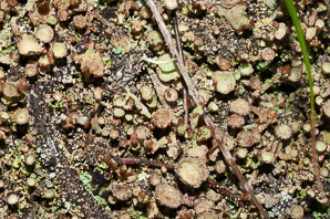 Cladonia coccifera (madame’s cup lichen, cup lichen)