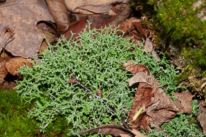 Cladonia furcata (many-forked cup lichen, cup lichen)