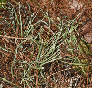Cladonia rei (wand lichen, cup lichen, sordid powderhorn)