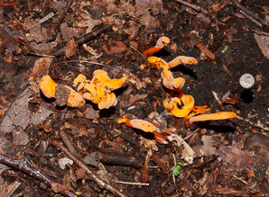 Clavulinopsis fusiformis (golden spindles)