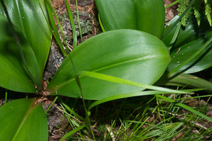 Clintonia borealis (yellow clintonia, bluebead lily, blue-bead lily, clintonia, Clinton’s lily, corn lily, cow tongue, yellow beadlily, yellow bluebeadlily, snakeberry, dogberry, straw lily, bluebead)