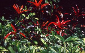 Codiaeum variegatum (croton, garden croton)